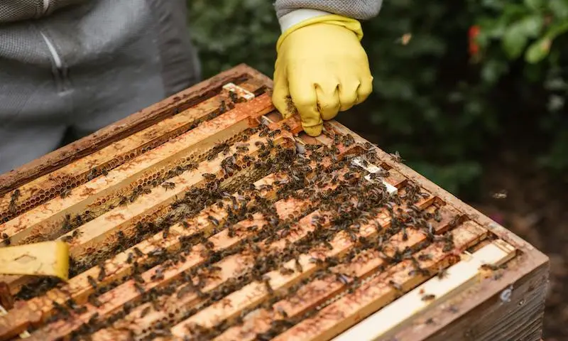 Mimi's Natural Honey Beehive